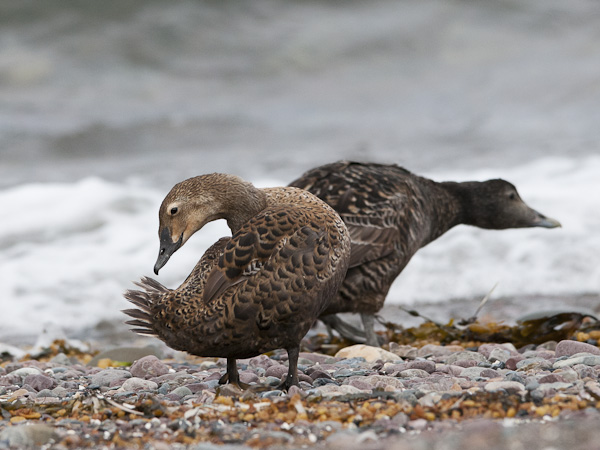 Kyhmyhaahka, King Eider, Somateria spectabilis
